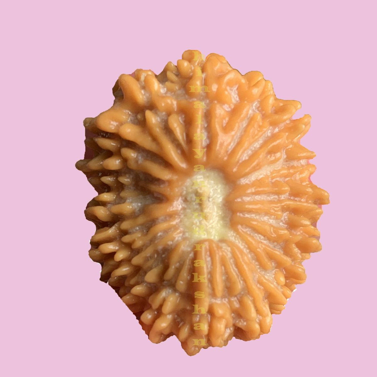 18 Mukhi