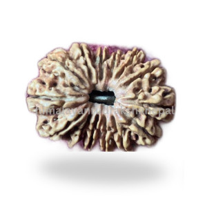 14 Mukhi thumb 1