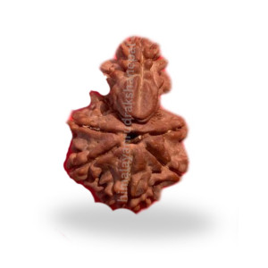 1 Mukhi thumb 1