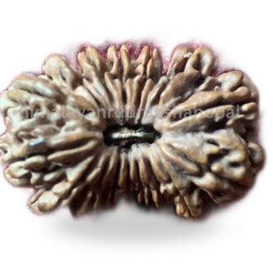 Rudraksha 16 Mukhi thumb 0